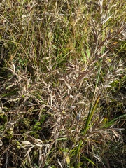 Dichanthelium scoparium