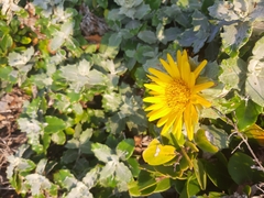 Berkheya coriacea