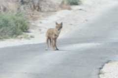 Canis aureus syriacus