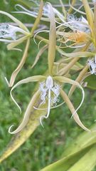 Epidendrum ciliare
