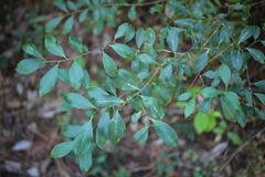 Ilex coriacea