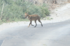 Canis aureus syriacus