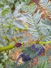 Prismatocerus prominulus