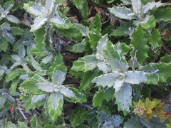 Berkheya coriacea
