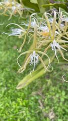 Epidendrum ciliare