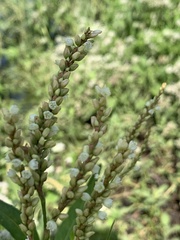 Persicaria glabra