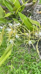 Epidendrum ciliare