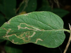 Aulagromyza hendeliana