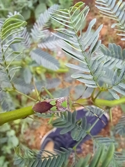 Prismatocerus prominulus