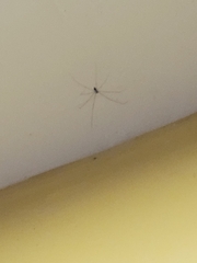 Physocyclus globosus