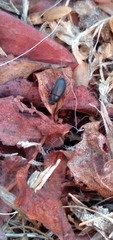 Blapstinus