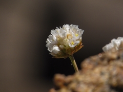 Armeria curvifolia