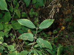 Aulagromyza hendeliana