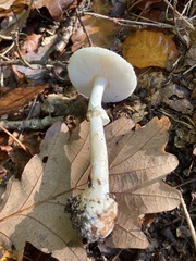 Amanita citrina