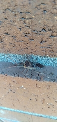 Leptoglossus occidentalis