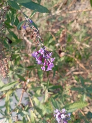 Buddleja