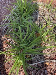 Eleusine indica