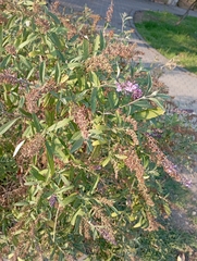 Buddleja