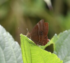 Abisara bifasciata