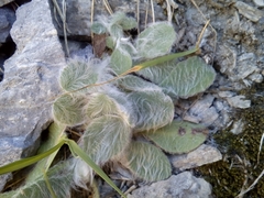 Pentanema montanum