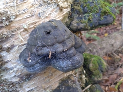 Daldinia concentrica