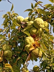 Maclura pomifera