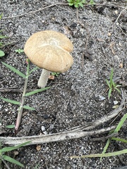 Panaeolus cinctulus