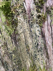 Bacidia schweinitzii