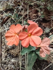 Crossandra greenstockii