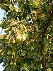 Maclura pomifera
