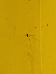 Crossopriza lyoni