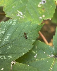 Myrmica