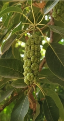 Phytolacca dioica