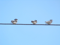 Tachycineta leucopyga