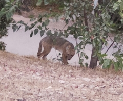 Canis aureus syriacus