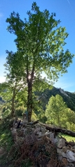 Fraxinus excelsior