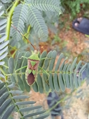 Prismatocerus prominulus