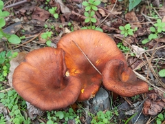Omphalotus olearius