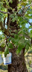 Fraxinus excelsior