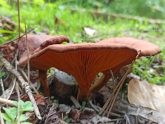 Omphalotus olearius