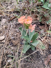 Crossandra greenstockii