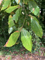 Fagus