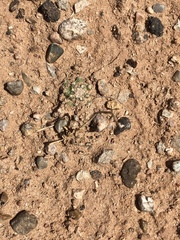 Pediocactus winkleri