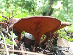 Omphalotus olearius