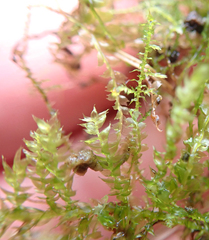 Lophocolea bidentata