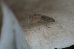 Suillia variegata