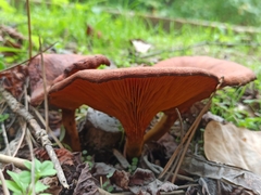Omphalotus olearius