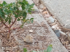 Chenopodiastrum murale