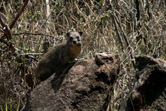 Procavia capensis johnstoni
