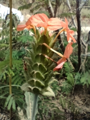 Crossandra greenstockii